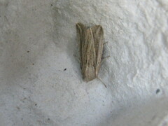 Mythimna riparia