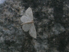 Idaea straminata