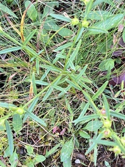 Agalinis neoscotica