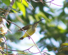 Arachnothera robusta