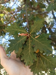 Quercus pyrenaica