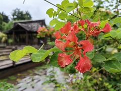 Bauhinia galpinii