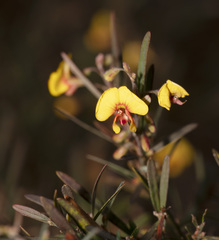 Bossiaea linophylla