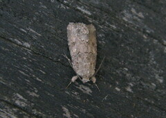 Spodoptera exigua