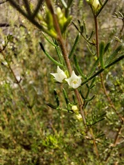 Cyanothamnus occidentalis