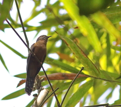 Cacomantis variolosus