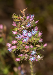 Andersonia caerulea