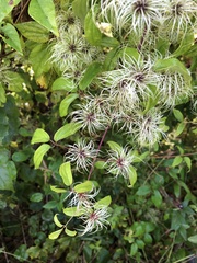 Clematis vitalba