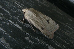 Agrotis trux