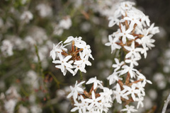 Lysinema pentapetalum