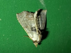 Hyperlopha compactilis