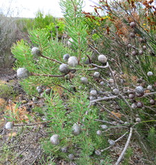 Leucadendron galpinii