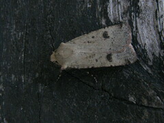 Agrotis trux