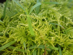 Thuidiopsis sparsa