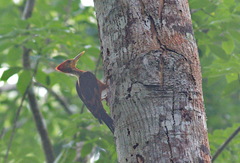 Reinwardtipicus validus