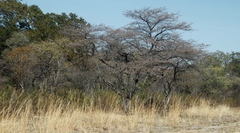 Combretum