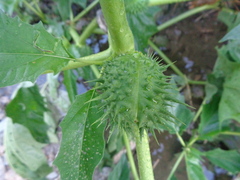 Datura stramonium