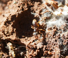 Ponerinae