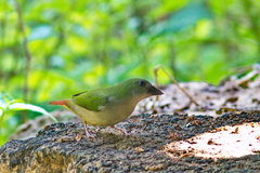 Erythrura prasina