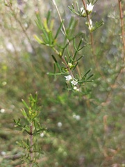 Cyanothamnus occidentalis