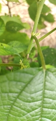 Entiminae