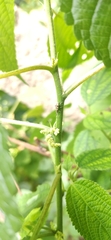 Entiminae