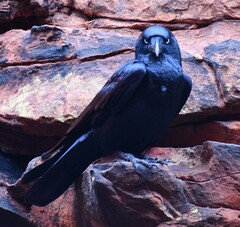 Corvus orru