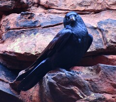 Corvus orru