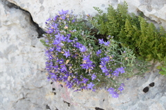 Campanula waldsteiniana