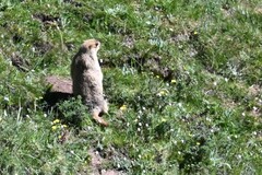 Marmota himalayana