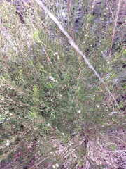 Cyanothamnus occidentalis