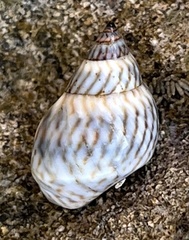 Echinolittorina ziczac