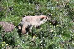 Marmota himalayana