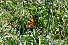 Boloria