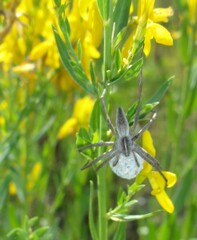 Pisaura