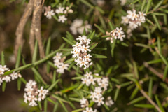 Leucopogon capitellatus
