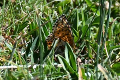 Boloria