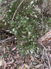 Leucopogon capitellatus