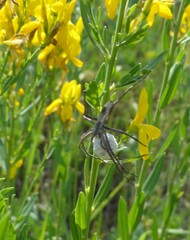 Pisaura