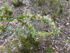 Hakea prostrata