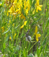Pisaura