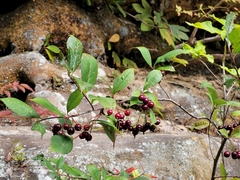 Aronia arbutifolia