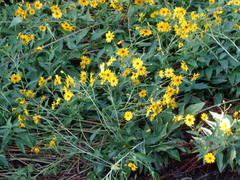 Helianthus tuberosus