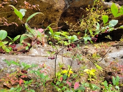 Aronia arbutifolia