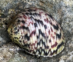 Nerita peloronta