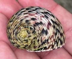Nerita peloronta