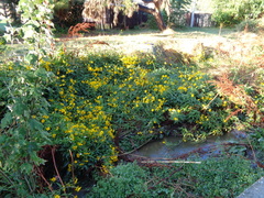 Helianthus tuberosus