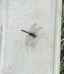 Leucorrhinia rubicunda