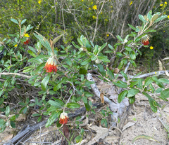 Diplolaena dampieri