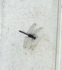 Leucorrhinia rubicunda